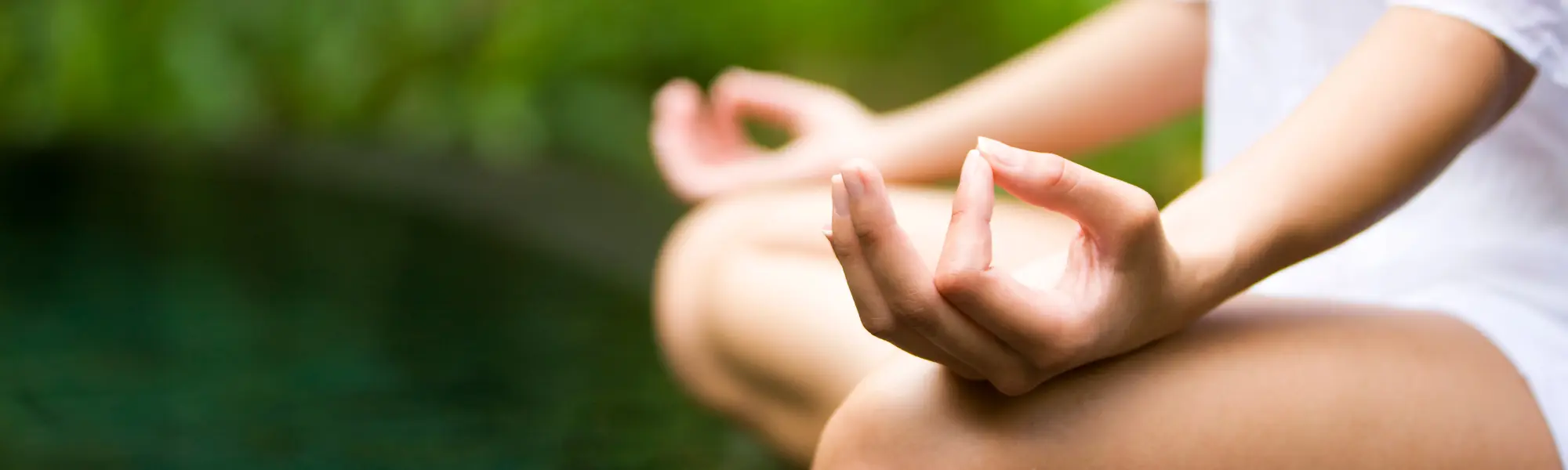 Peaceful forest with sunlight filtering through green leaves